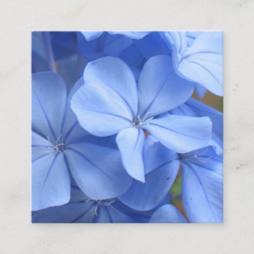 Blue plumbago flowers macro photography square business card