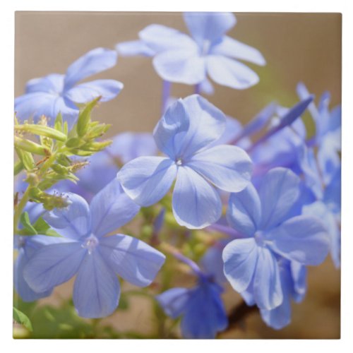 Blue Plumbago flowers Tile