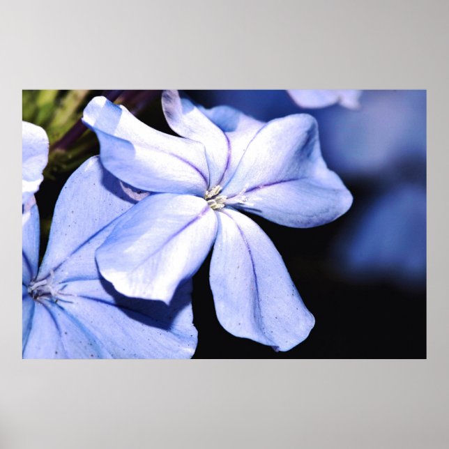 Blue Plumbago on Canvas Poster (Front)