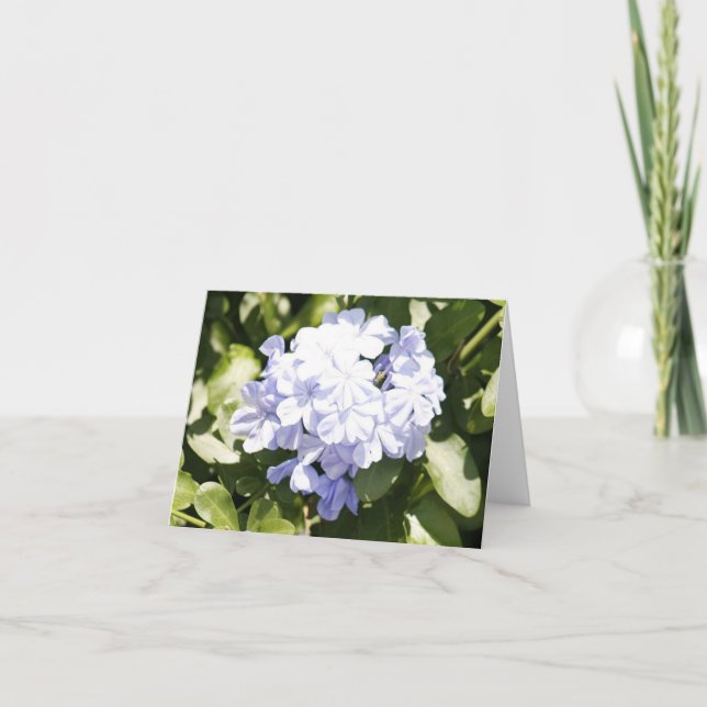 Blue Plumbago Photo Folded Note Card (Front)