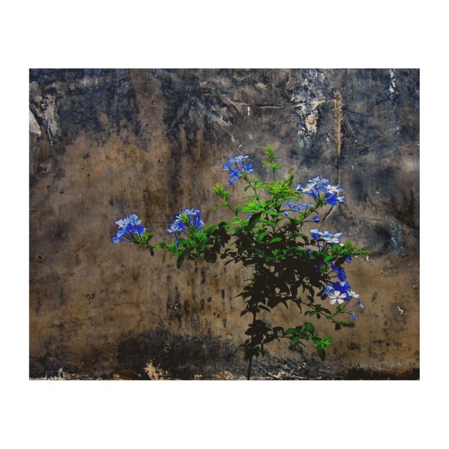 Blue Plumbago Wood Wall Art (Front)