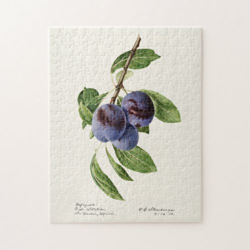 Blue Plums Prunus Domestica Fruit Painting Jigsaw Puzzle