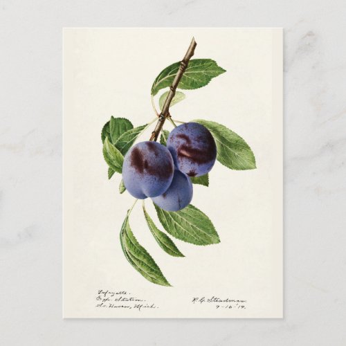 Blue Plums Prunus Domestica Fruit Painting Postcard