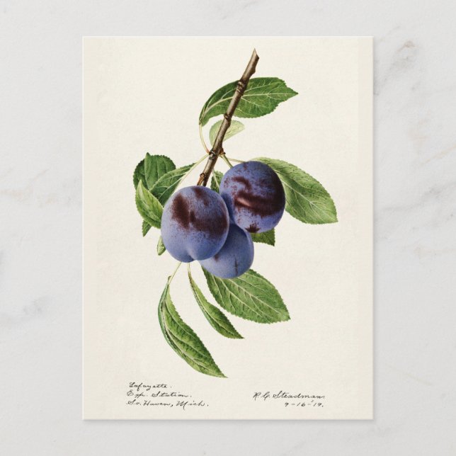 Blue Plums (Prunus Domestica) Fruit Painting Postcard (Front)