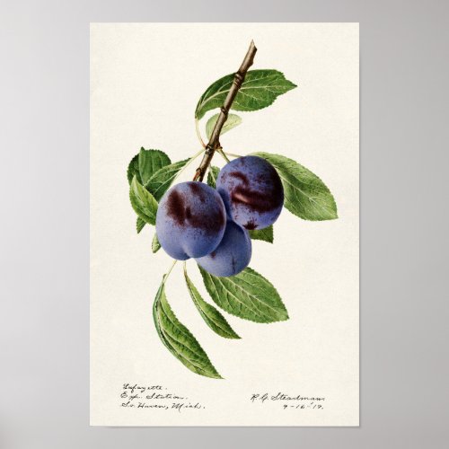 Blue Plums Prunus Domestica Fruit Painting Poster