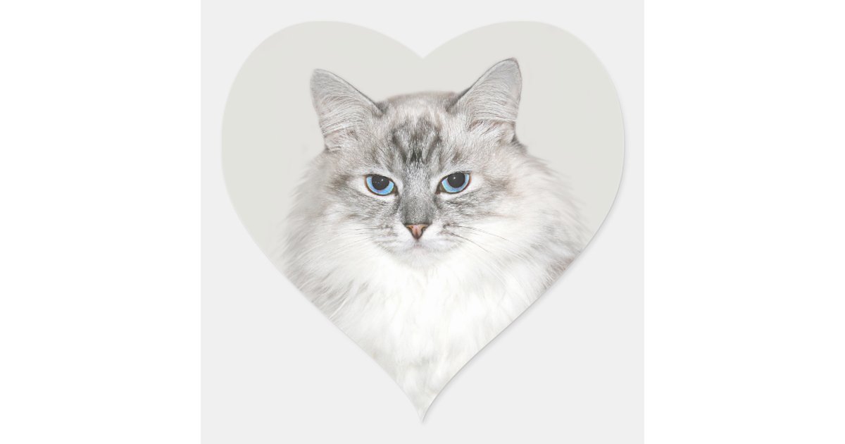 gray himalayan cat