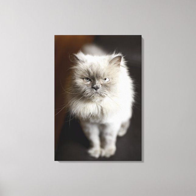 Blue Point Himalayan Cat looking irritated Canvas Print (Front)