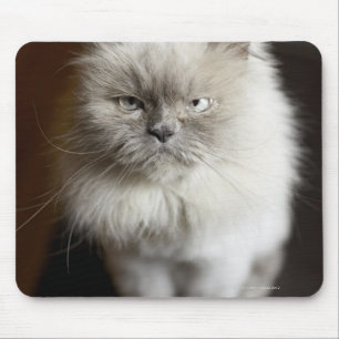 Blue Point Himalayan Cat looking irritated Mouse Pad