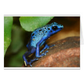 blue poison arrow frog (Front Horizontal)