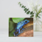 blue poison arrow frog (Standing Front)