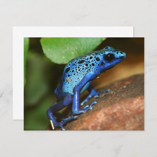 blue poison arrow frog (Front/Back)