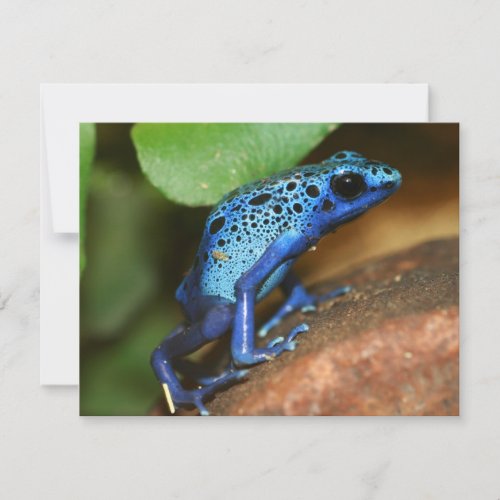 blue poison arrow frog personalized invites