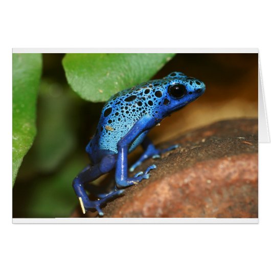blue poison arrow frog cards (Front Horizontal)