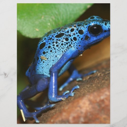 blue poison arrow frog flyer