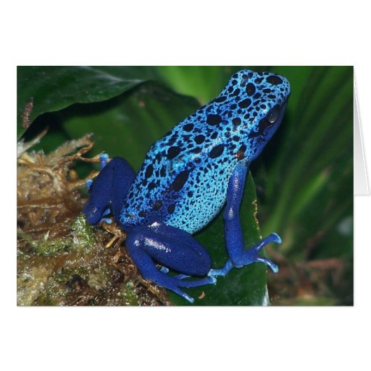 Blue Poison Arrow Frog Portrait Cards (Front Horizontal)