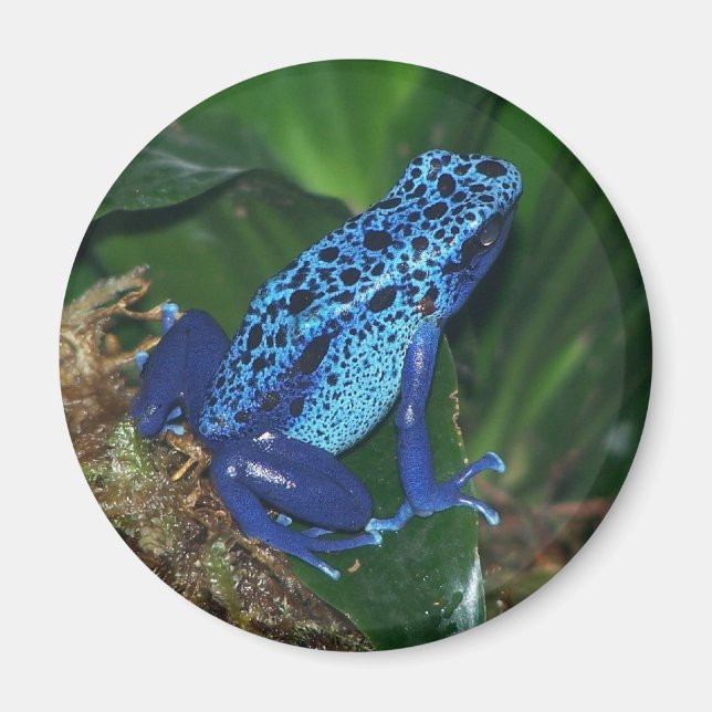 Blue Poison Arrow Frog Portrait Magnet (Front)