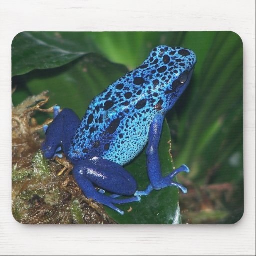 Blue Poison Arrow Frog Portrait Mouse Pad | Zazzle