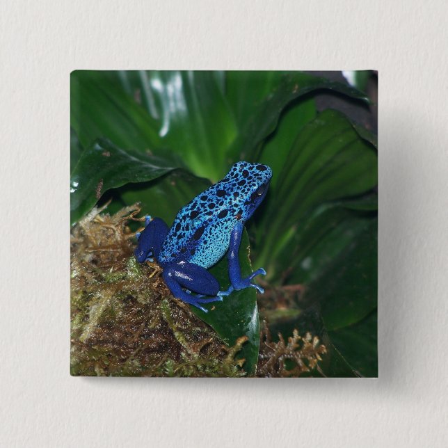 Blue Poison Arrow Frog Portrait Pinback Button (Front)