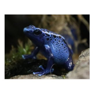 Blue Poison Arrow Frog Postcard