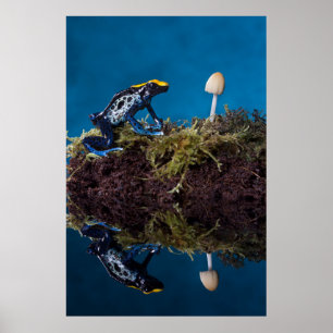 Blue poison dart frog and mushroom poster