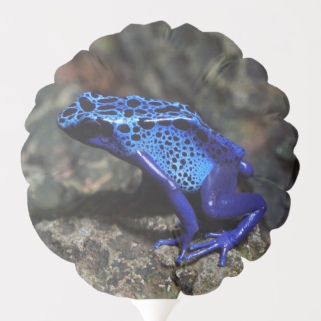 Blue Poison Dart Frog, Bright Blue Frog Balloon (Back)