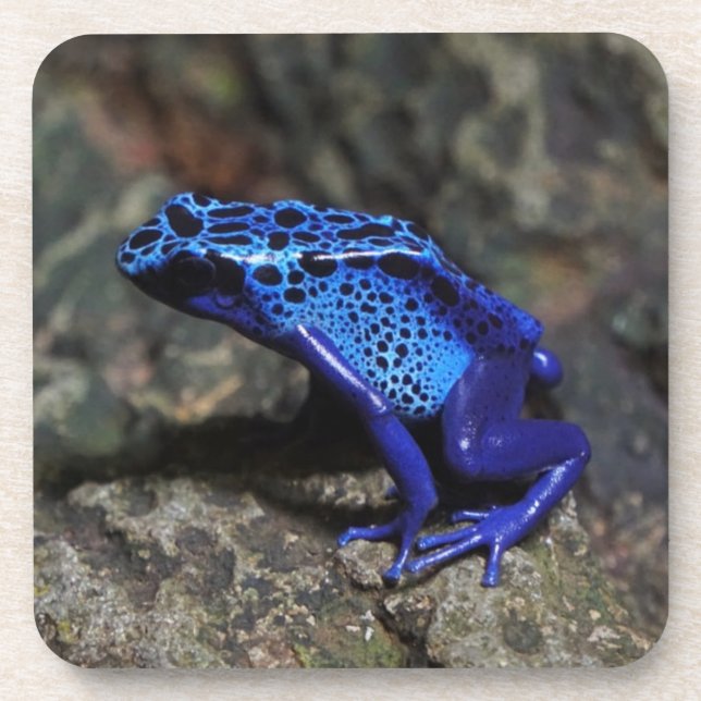 Blue Poison Dart Frog, Bright Blue Frog Beverage Coaster (Front)