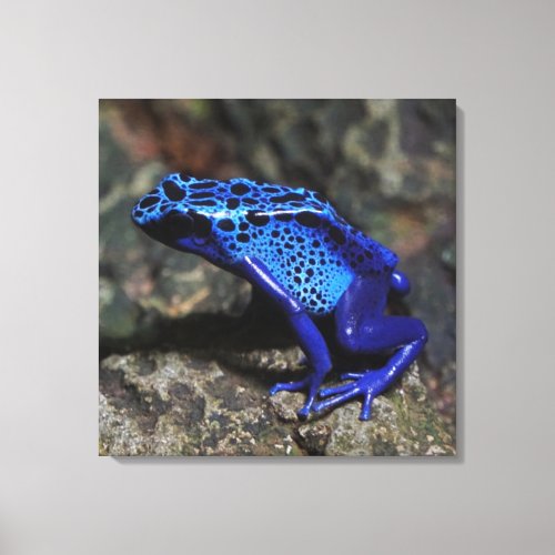 Blue Poison Dart Frog Bright Blue Frog Canvas Print