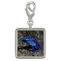 Blue Poison Dart Frog, Bright Blue Frog