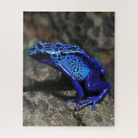 Blue Poison Dart Frog, Bright Blue Frog