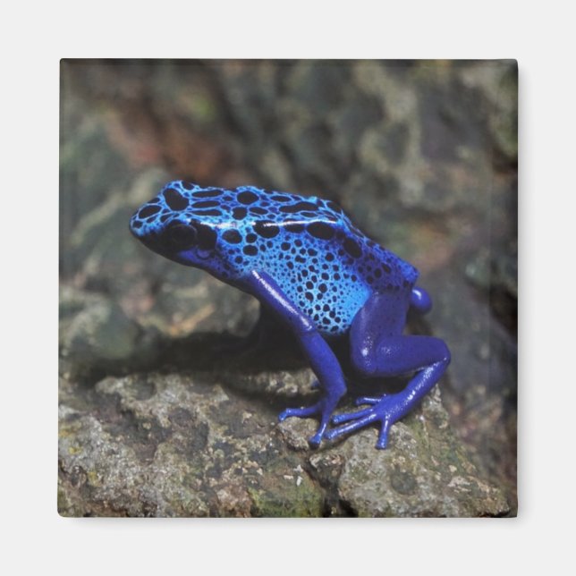 Blue Poison Dart Frog, Bright Blue Frog Magnet (Front)