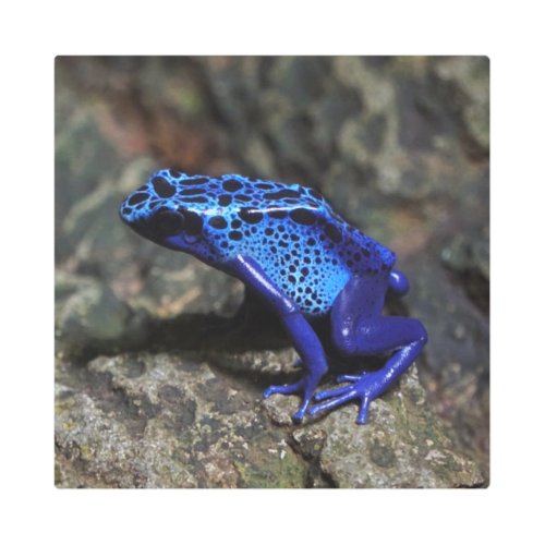 Blue Poison Dart Frog Bright Blue Frog Metal Print