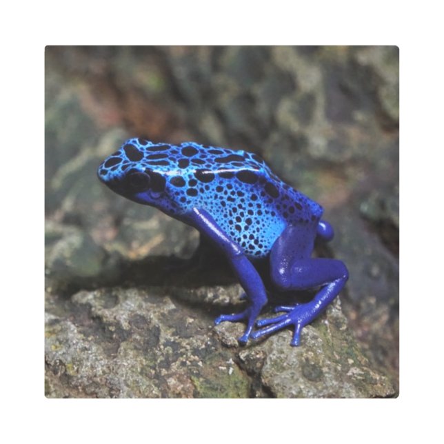 Blue Poison Dart Frog, Bright Blue Frog Metal Print (Front)