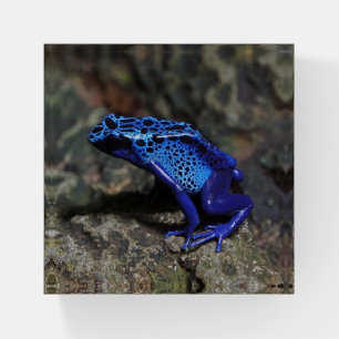 Blue Poison Dart Frog, Bright Blue Frog Paperweight