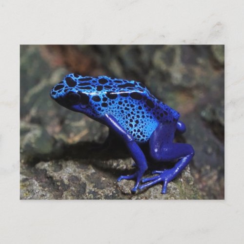 Blue Poison Dart Frog Bright Blue Frog Postcard