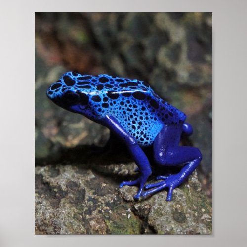 Blue Poison Dart Frog Bright Blue Frog Poster