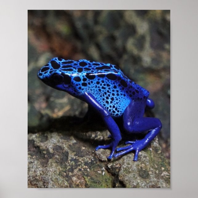 Blue Poison Dart Frog, Bright Blue Frog Poster (Front)