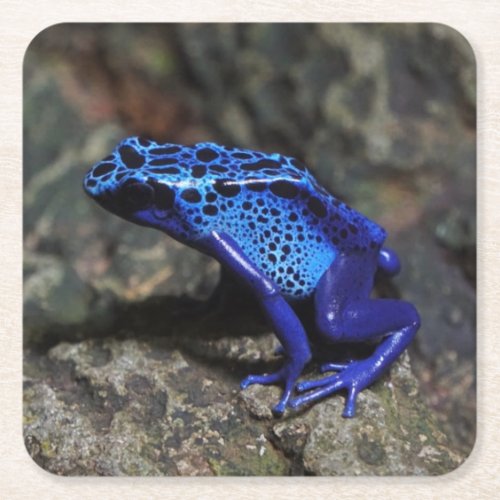 Blue Poison Dart Frog Bright Blue Frog Square Paper Coaster