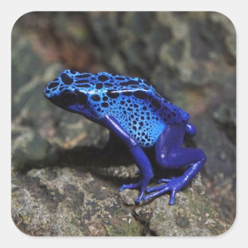 Blue Poison Dart Frog Bright Blue Frog Square Sticker