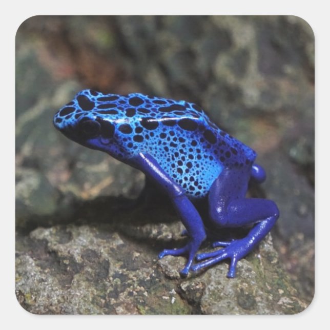 Blue Poison Dart Frog, Bright Blue Frog Square Sticker (Front)