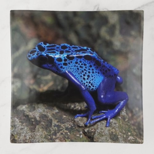 Blue Poison Dart Frog Bright Blue Frog Trinket Tray