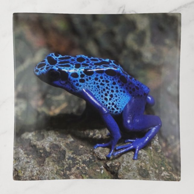 Blue Poison Dart Frog, Bright Blue Frog Trinket Tray (Front)
