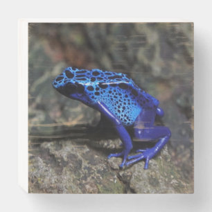 Blue Poison Dart Frog, Bright Blue Frog Wooden Box Sign