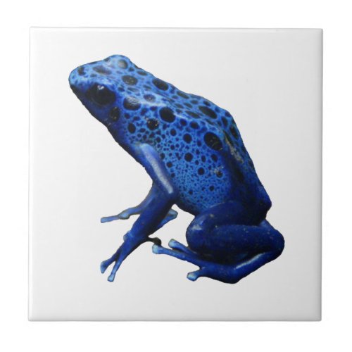 Blue Poison Dart Frog Ceramic Tile