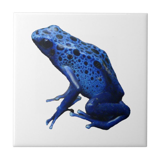 Blue Poison Dart Frog Ceramic Tile (Front)