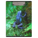Blue Poison Dart Frog Clipboard
