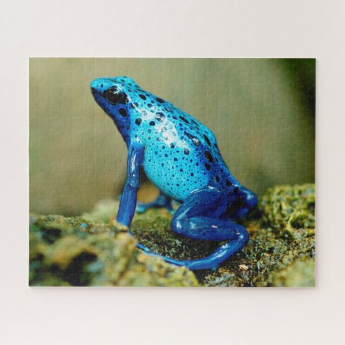 Blue Poison Dart Frog Close_up Jigsaw Puzzle