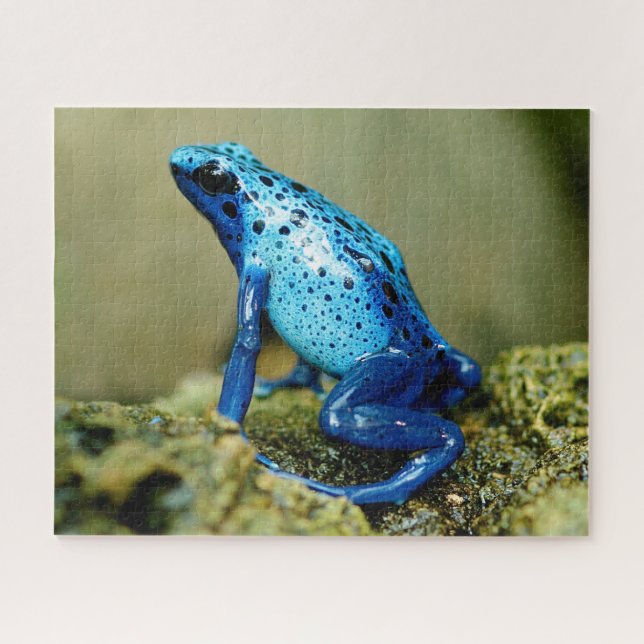 Blue Poison Dart Frog Close-up, Jigsaw Puzzle (Horizontal)