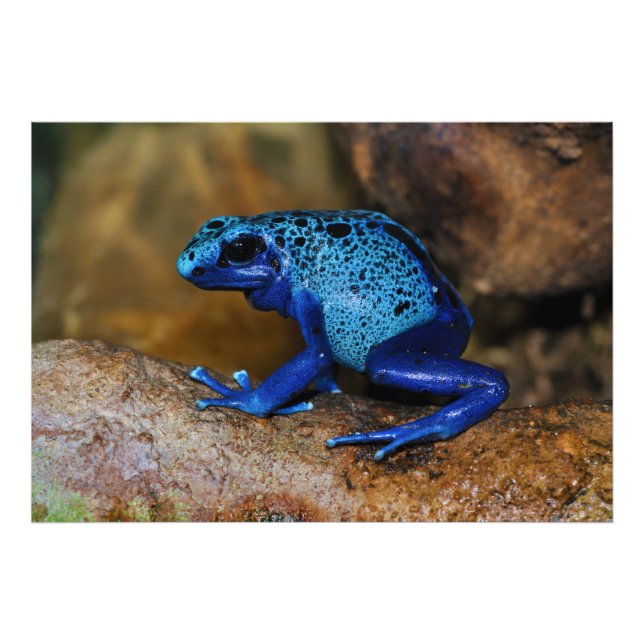 Blue Poison Dart Frog Dendrobates Azureus Photo Print (Front)
