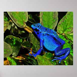 Blue Poison Dart Frog Dendrobates azureus Poster