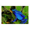 Blue Poison Dart Frog Dendrobates azureus